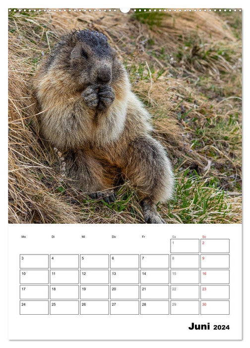 Putzige Alpenbewohner - Alpenmurmeltiere (CALVENDO Premium Wandkalender 2024)