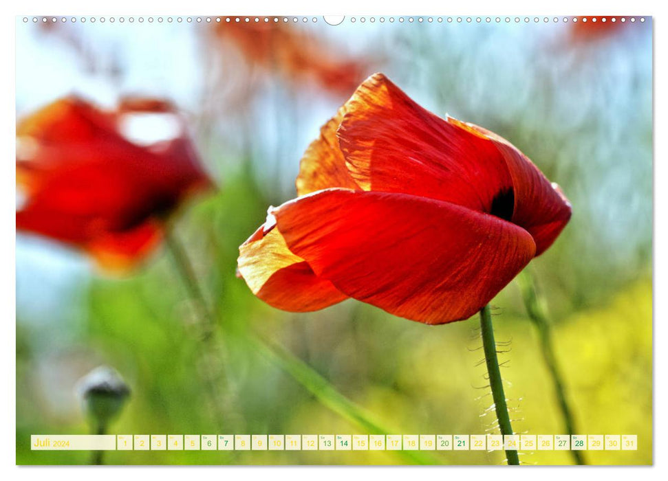 Feld- und Wiesenblüher Schützenswerte Natur (CALVENDO Premium Wandkalender 2024)