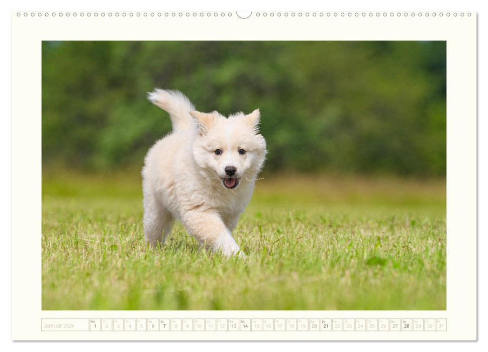 Kleine Islandhunde entdecken die Welt (CALVENDO Premium Wandkalender 2024)