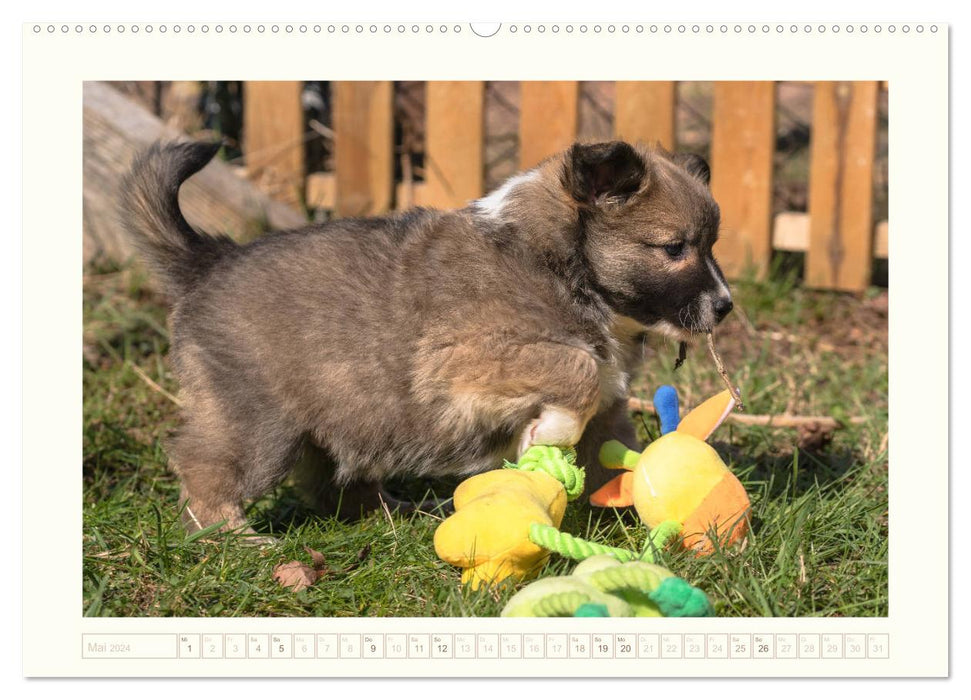 Kleine Islandhunde entdecken die Welt (CALVENDO Premium Wandkalender 2024)