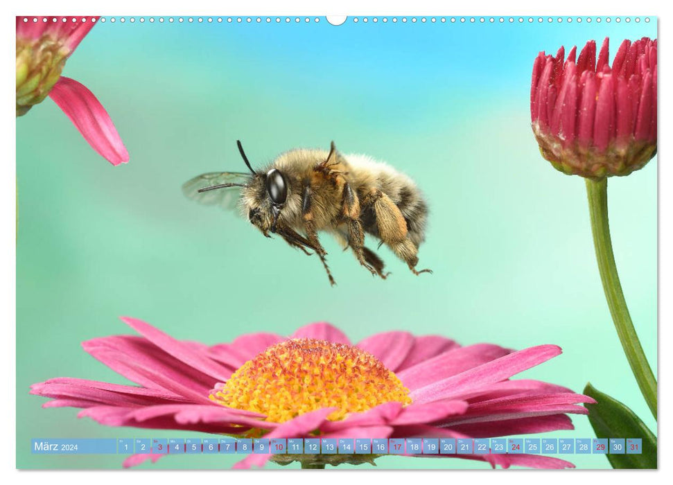 Sechs Beine in der Luft - Wildbienen im Flug (CALVENDO Premium Wandkalender 2024)