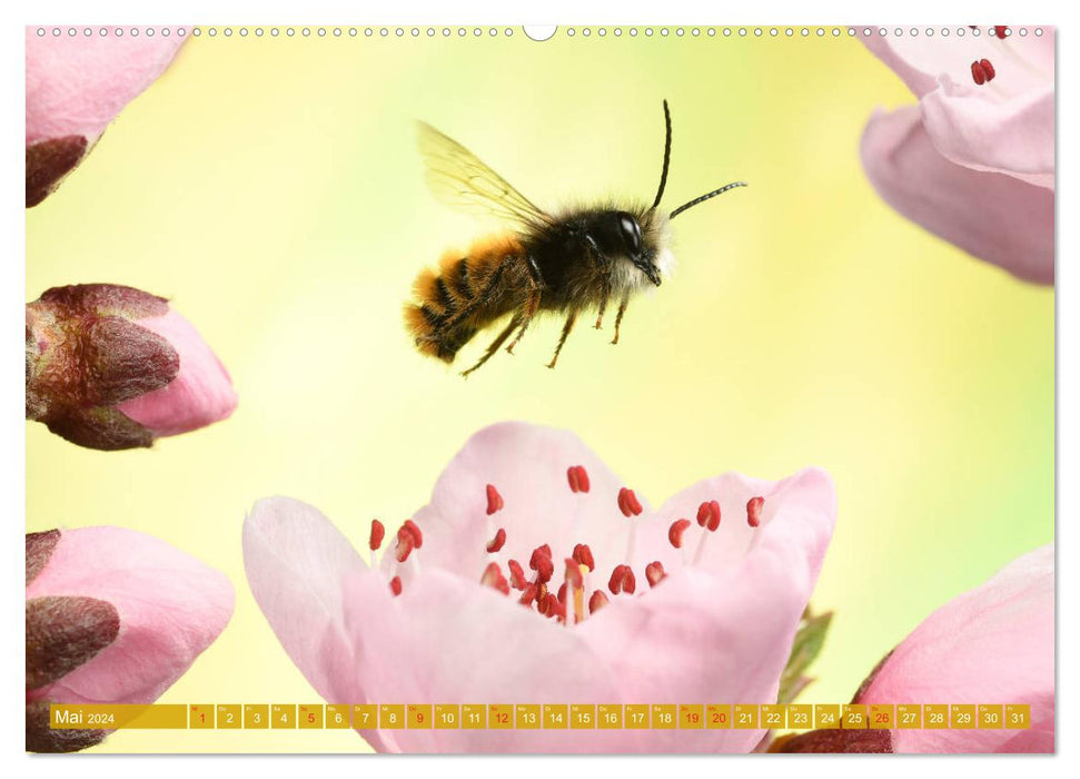 Sechs Beine in der Luft - Wildbienen im Flug (CALVENDO Premium Wandkalender 2024)