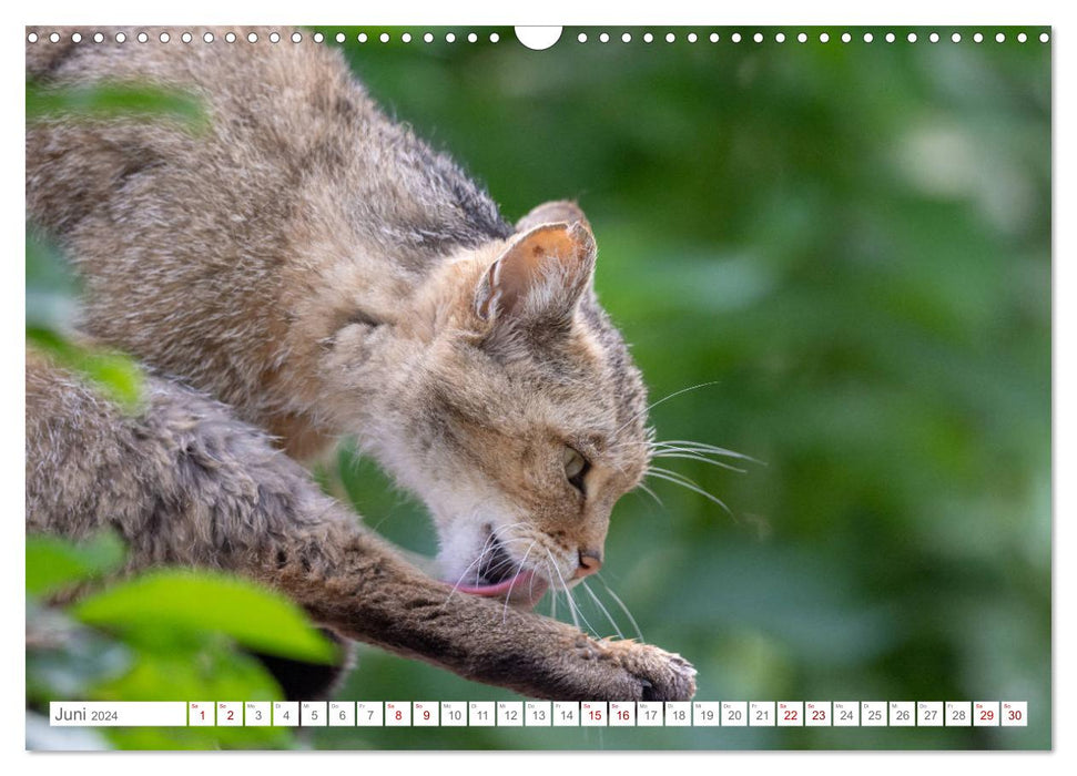 Wildkatzen - die anmutigsten Raubiere in Europa. (CALVENDO Wandkalender 2024)