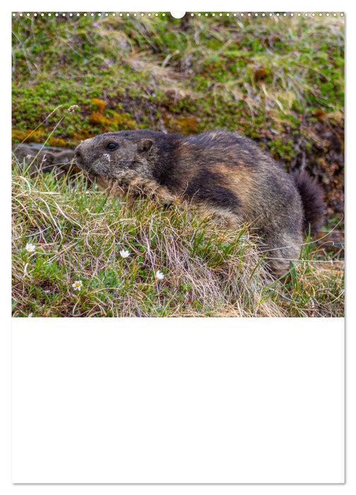 Mankeis - Liebenswerte Nager im Hochgebirge (CALVENDO Wandkalender 2024)