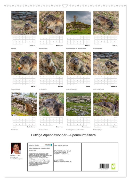 Putzige Alpenbewohner - Alpenmurmeltiere (CALVENDO Wandkalender 2024)
