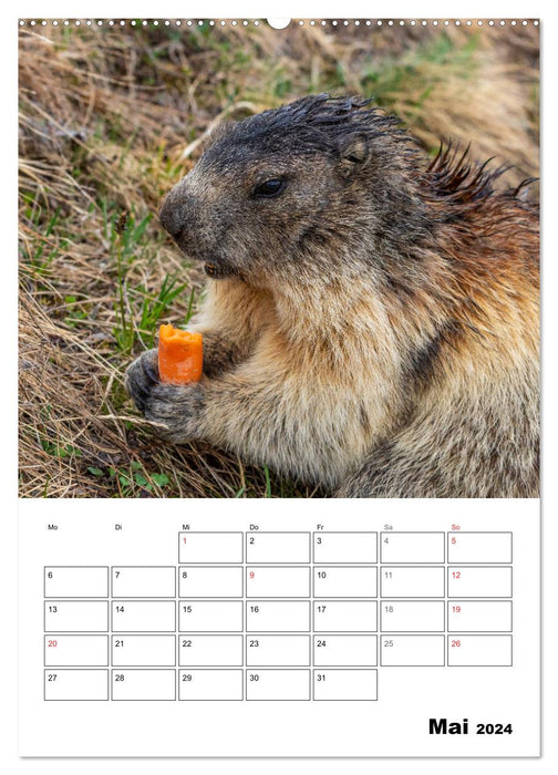 Putzige Alpenbewohner - Alpenmurmeltiere (CALVENDO Wandkalender 2024)