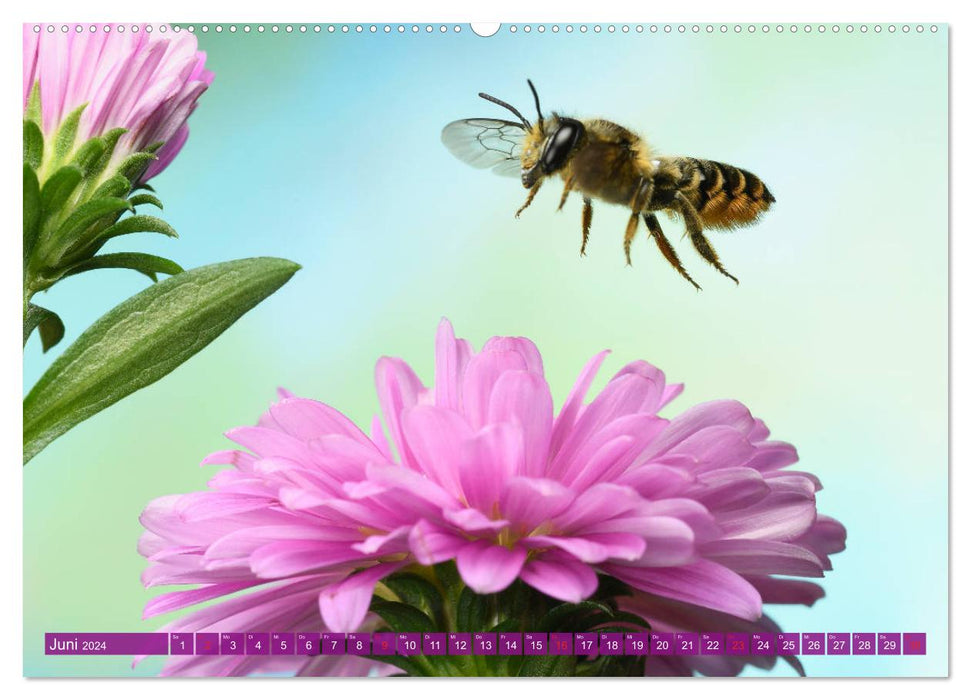 Sechs Beine in der Luft - Wildbienen im Flug (CALVENDO Wandkalender 2024)