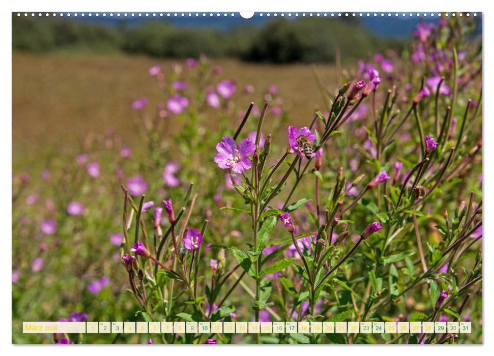 Feld- und Wiesenblüher Schützenswerte Natur (CALVENDO Wandkalender 2024)