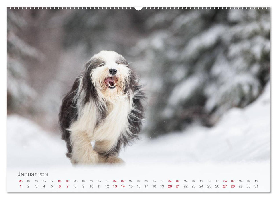 Auf vier Pfoten durch vier Jahreszeiten - Rassehunde (CALVENDO Wandkalender 2024)