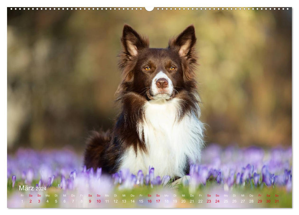 Auf vier Pfoten durch vier Jahreszeiten - Rassehunde (CALVENDO Wandkalender 2024)