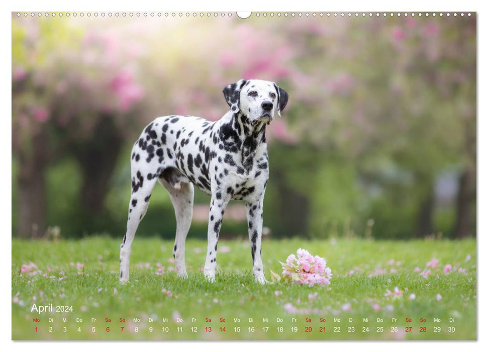 Auf vier Pfoten durch vier Jahreszeiten - Rassehunde (CALVENDO Wandkalender 2024)