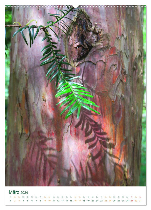 Die Eibe - Der sagenumwobene Baum (CALVENDO Premium Wandkalender 2024)