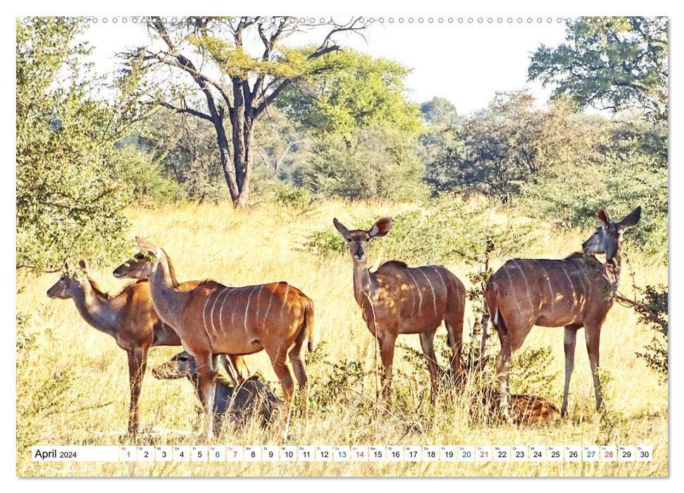 Namibie, fascination pour le désert et la faune (Calvendo Premium Wall Calendar 2024) 