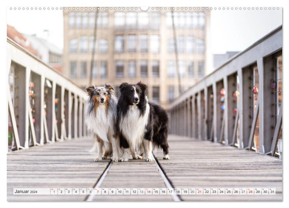 Hamburger Hafencity - Unterwegs mit den Shelties Finn und Louis (CALVENDO Wandkalender 2024)