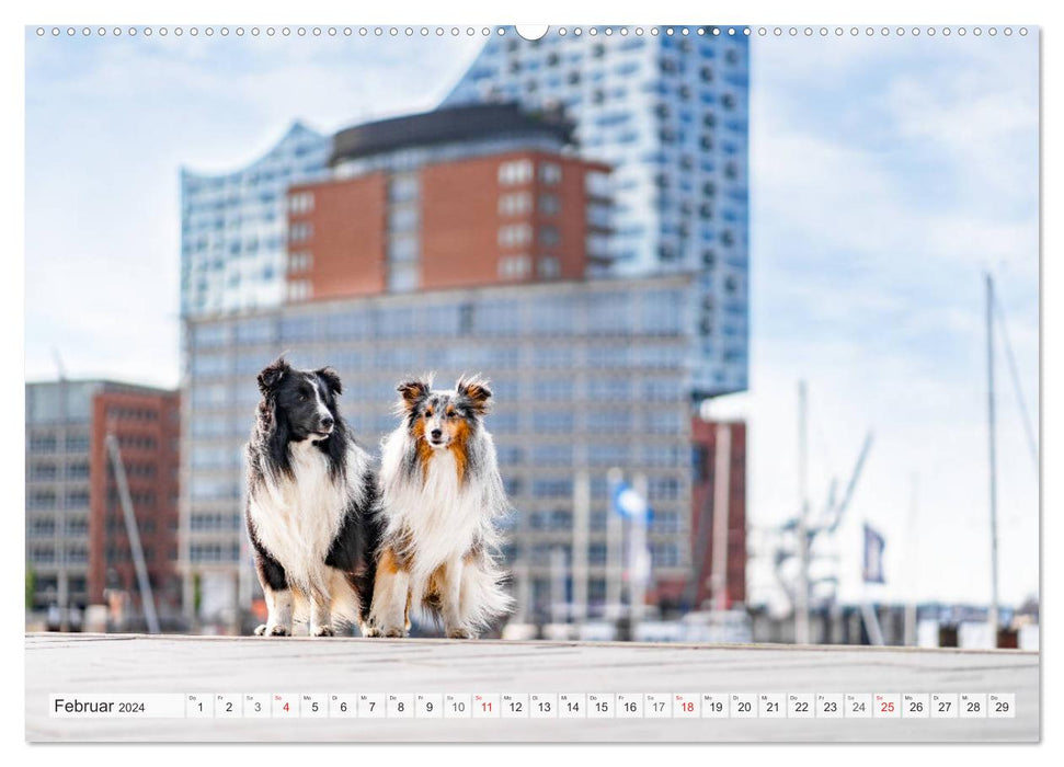 Hamburger Hafencity - Unterwegs mit den Shelties Finn und Louis (CALVENDO Wandkalender 2024)