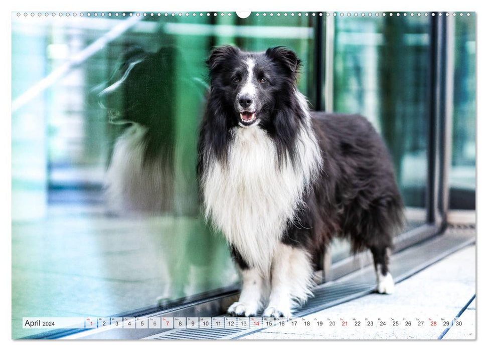 Hamburger Hafencity - Unterwegs mit den Shelties Finn und Louis (CALVENDO Wandkalender 2024)