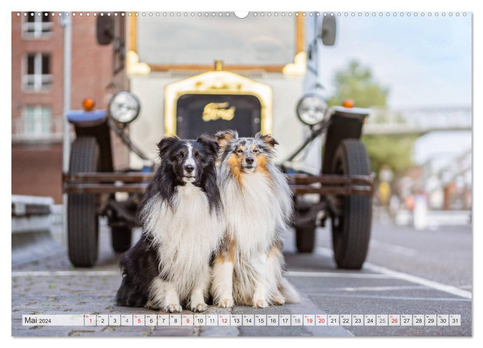 Hamburger Hafencity - Unterwegs mit den Shelties Finn und Louis (CALVENDO Wandkalender 2024)