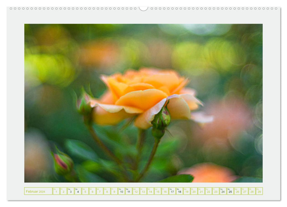 Im Tal der Rosen (CALVENDO Premium Wandkalender 2024)