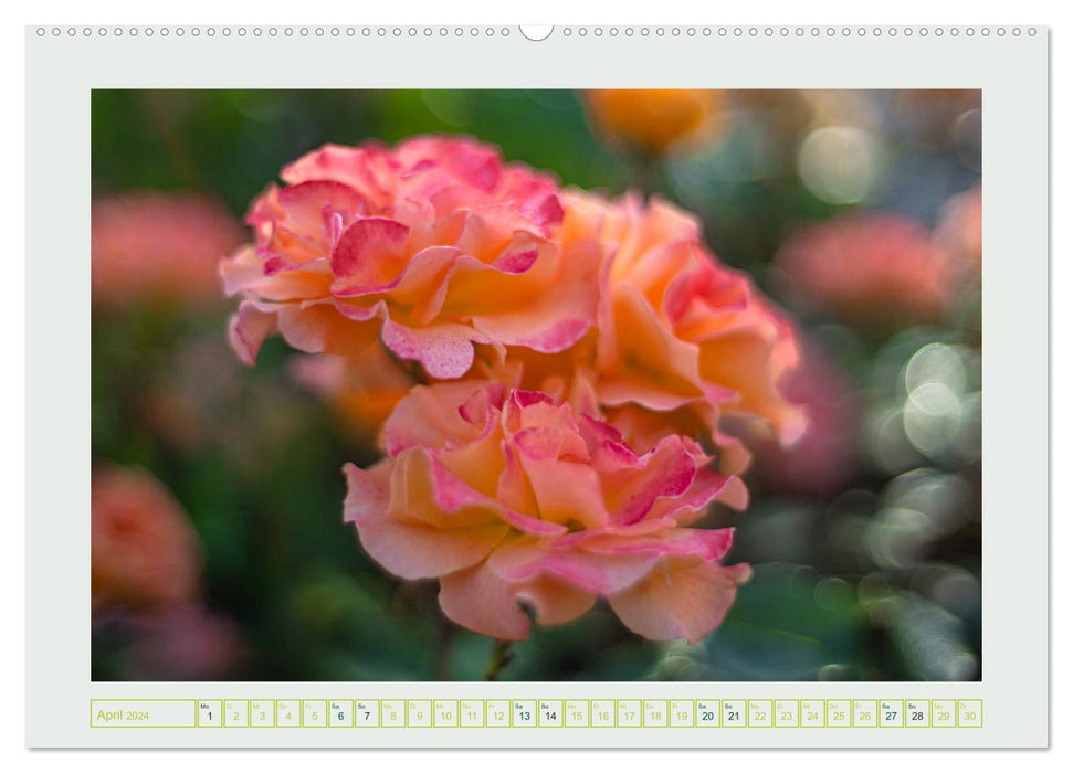 Im Tal der Rosen (CALVENDO Premium Wandkalender 2024)