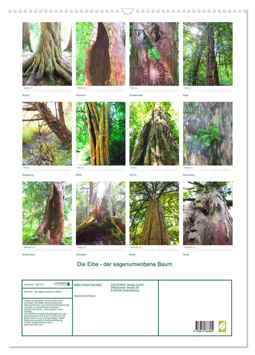 Die Eibe - Der sagenumwobene Baum (CALVENDO Wandkalender 2024)