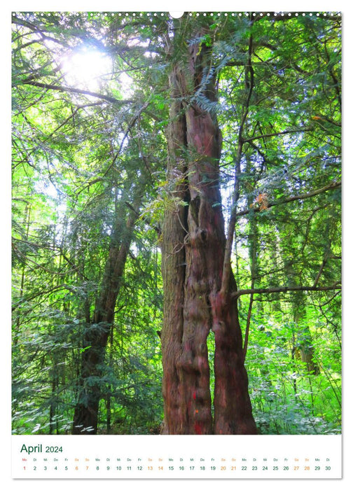 Die Eibe - Der sagenumwobene Baum (CALVENDO Wandkalender 2024)
