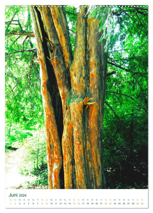 L'If - L'arbre légendaire (Calendrier mural CALVENDO 2024) 