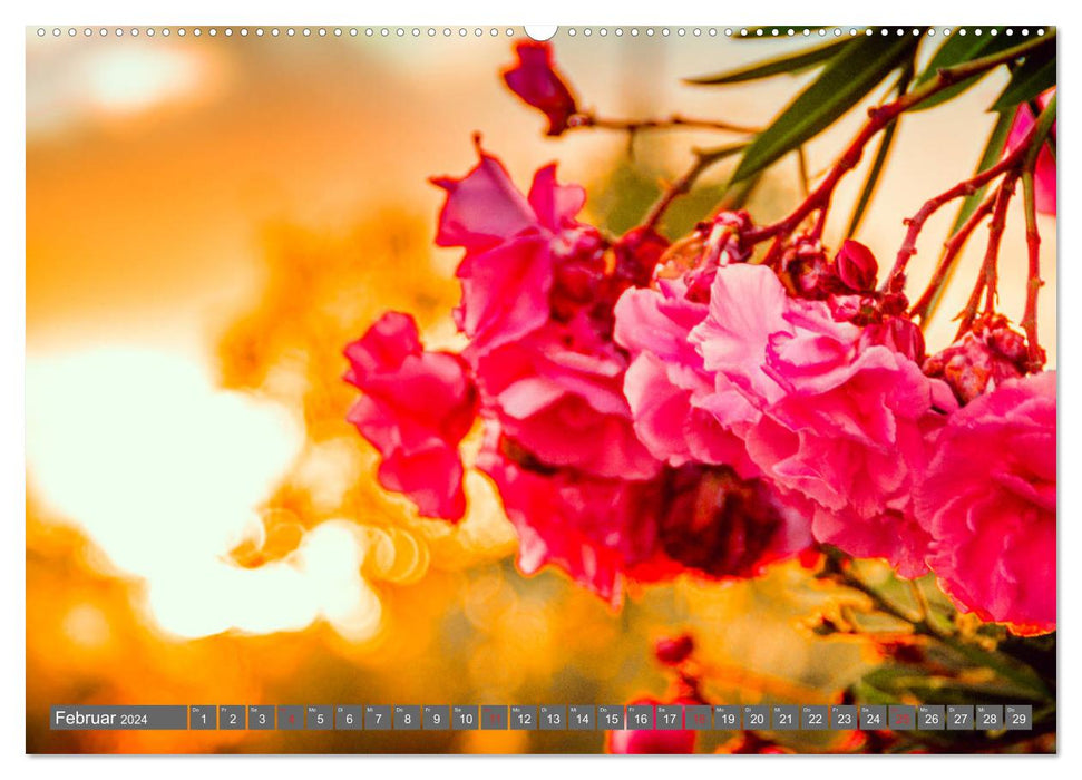 Madeira - Insel der Blumen 2024 (CALVENDO Premium Wandkalender 2024)