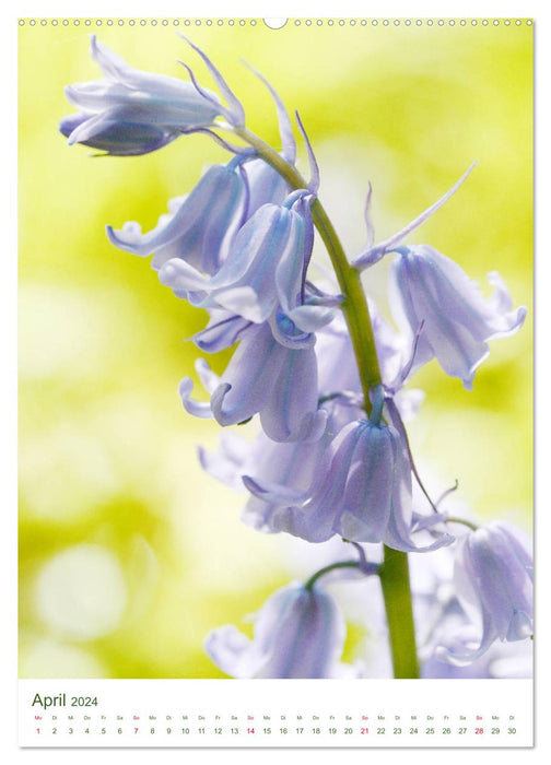 Frühsommer Blütenschätze (CALVENDO Premium Wandkalender 2024)