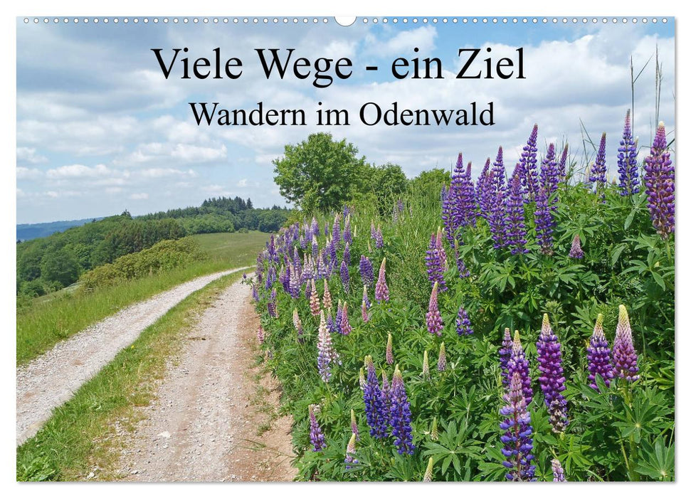 Viele Wege - ein Ziel Wandern im Odenwald (CALVENDO Wandkalender 2024)