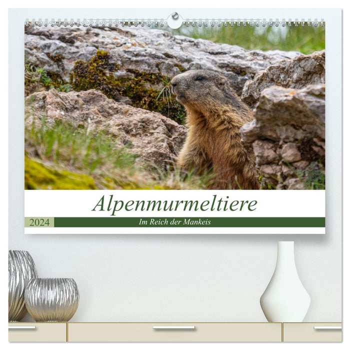 Alpenmurmeltiere - Im Reich der Mankeis (CALVENDO Premium Wandkalender 2024)