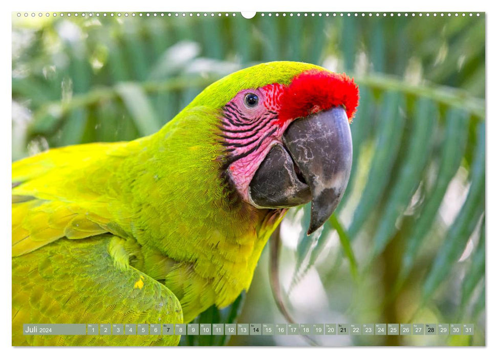 Papageien in Costa Rica (CALVENDO Premium Wandkalender 2024)