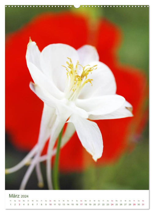 Frühsommer Blütenschätze (CALVENDO Wandkalender 2024)