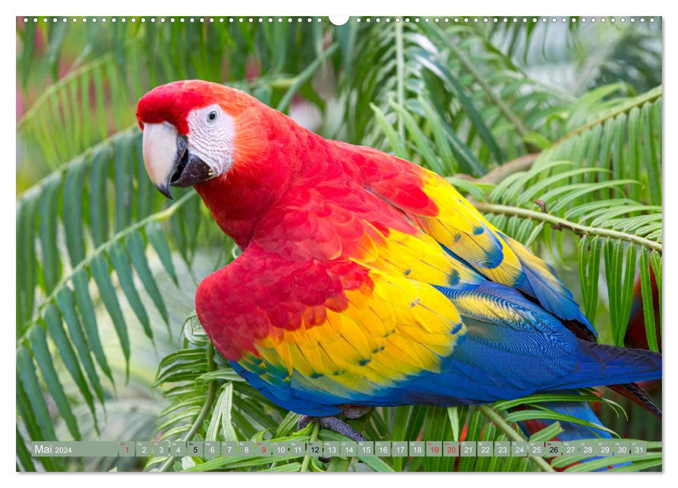 Papageien in Costa Rica (CALVENDO Wandkalender 2024)