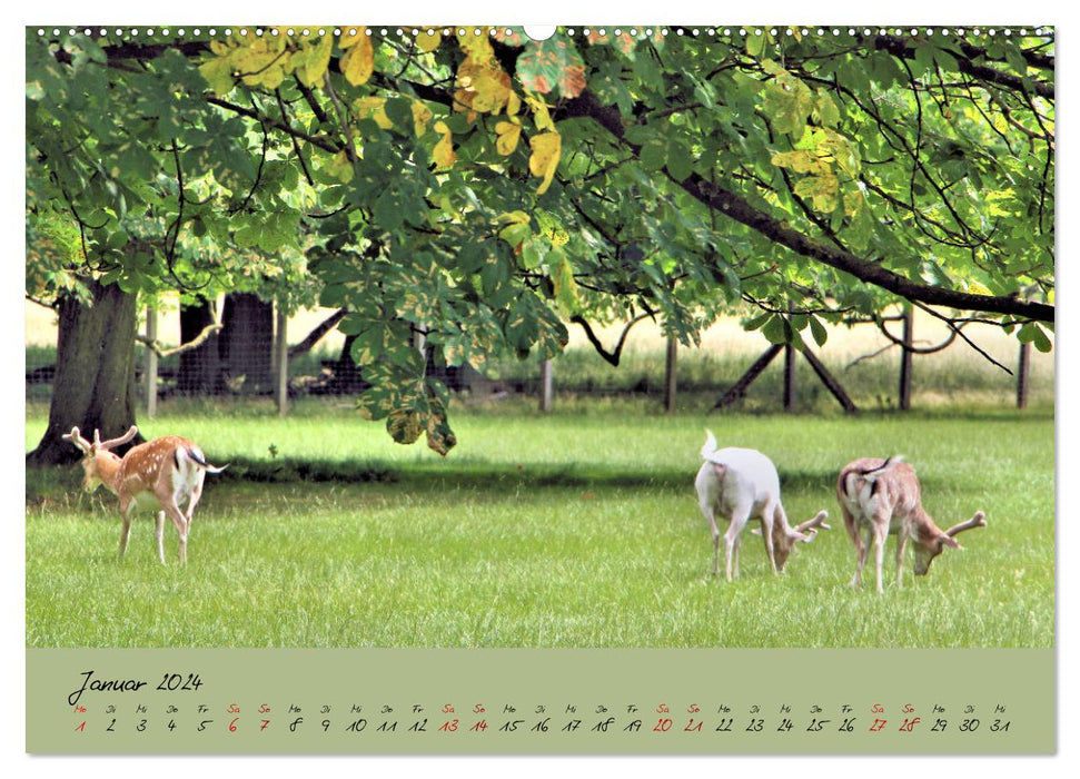 So grün ist Hannover (CALVENDO Wandkalender 2024)