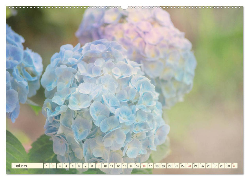 Blüten Symphonien aus den Gärten dieser Erde (CALVENDO Premium Wandkalender 2024)