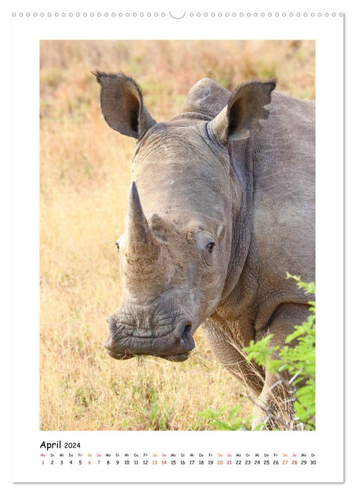 SÜDAFRIKA - WILDTIERE IM PORTRAIT (CALVENDO Wandkalender 2024)