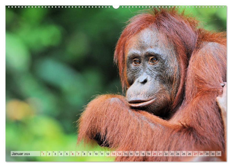Orang Utans: Zu Besuch im Regenwald (CALVENDO Premium Wandkalender 2024)