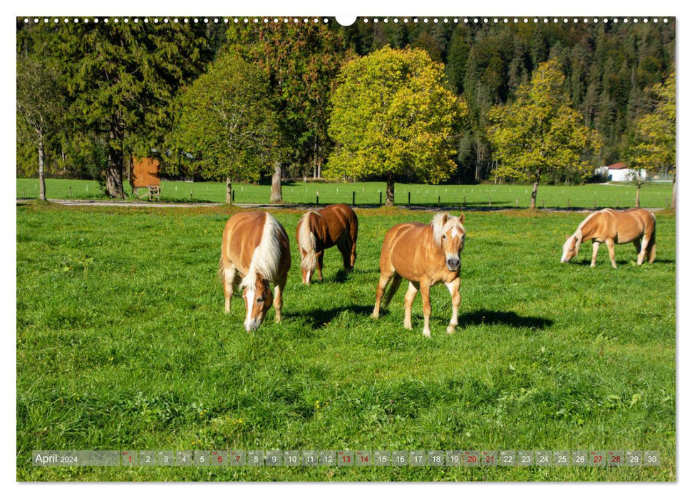 Achensee - im Herzen der Tiroler Alpen (CALVENDO Premium Wandkalender 2024)