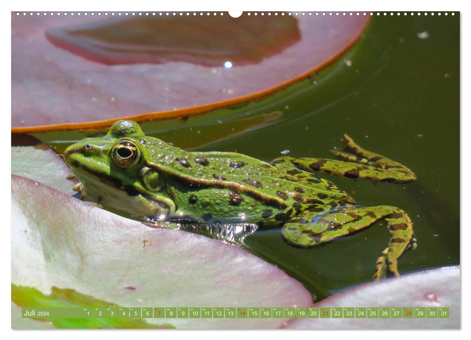 Der Frosch im Teich - auf Froschbeobachtung (CALVENDO Premium Wandkalender 2024)