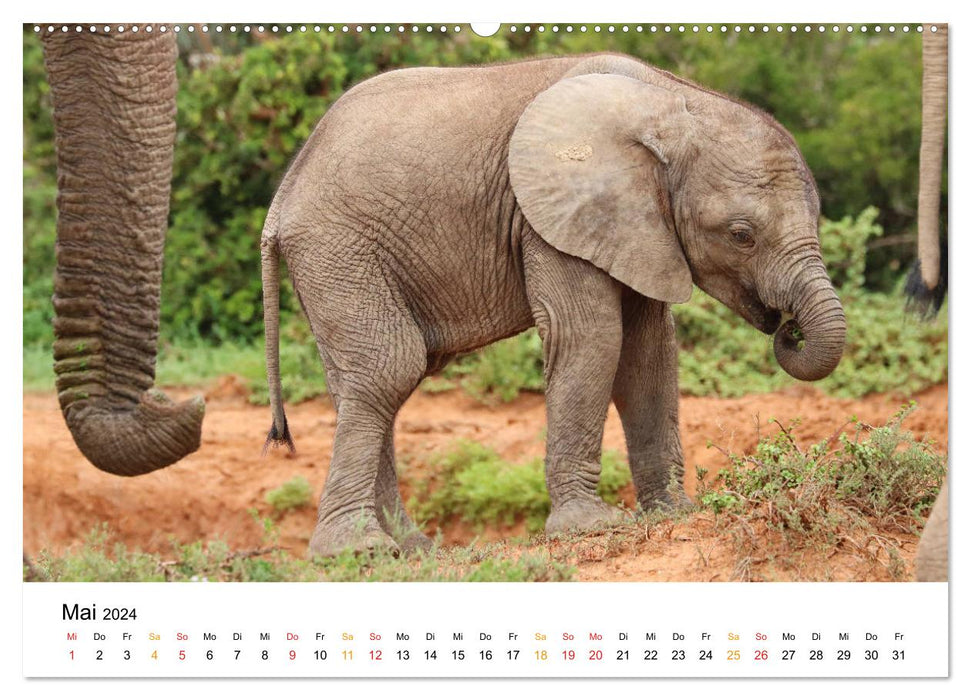 ADDO ELEPHANT NATIONAL PARK Elefanten Babies (CALVENDO Premium Wandkalender 2024)