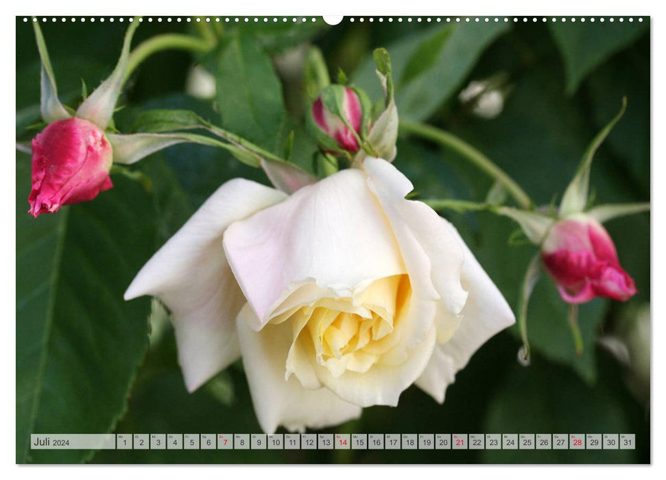 Strahlend schöne Rosen (CALVENDO Premium Wandkalender 2024)