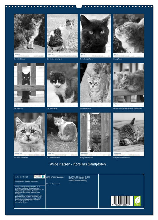 Wilde Katzen - Korsikas Samtpfoten (CALVENDO Premium Wandkalender 2024)