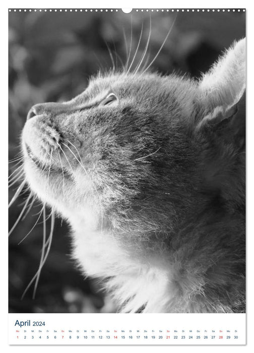 Wilde Katzen - Korsikas Samtpfoten (CALVENDO Premium Wandkalender 2024)