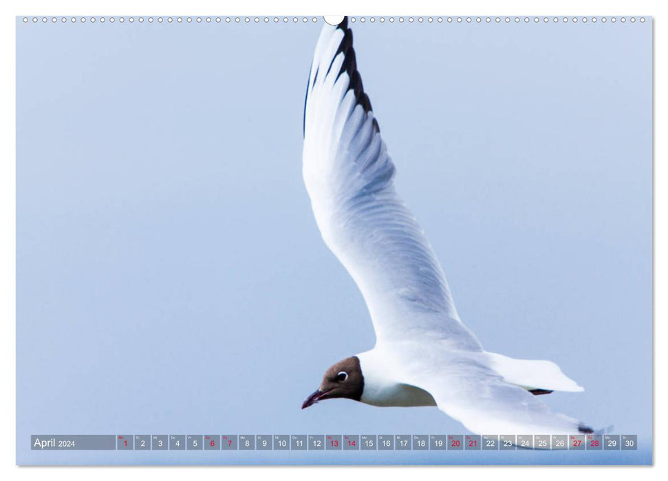 Saint Peter Ording. Sun - Beach - Sea (CALVENDO wall calendar 2024) 