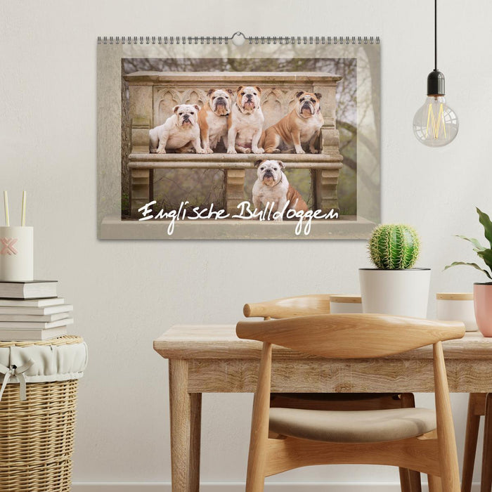 English Bulldogs (CALVENDO Wall Calendar 2024) 