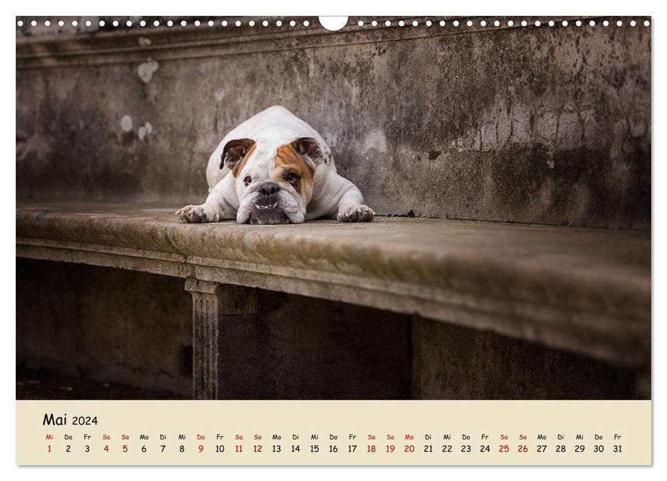 Englische Bulldoggen (CALVENDO Wandkalender 2024)