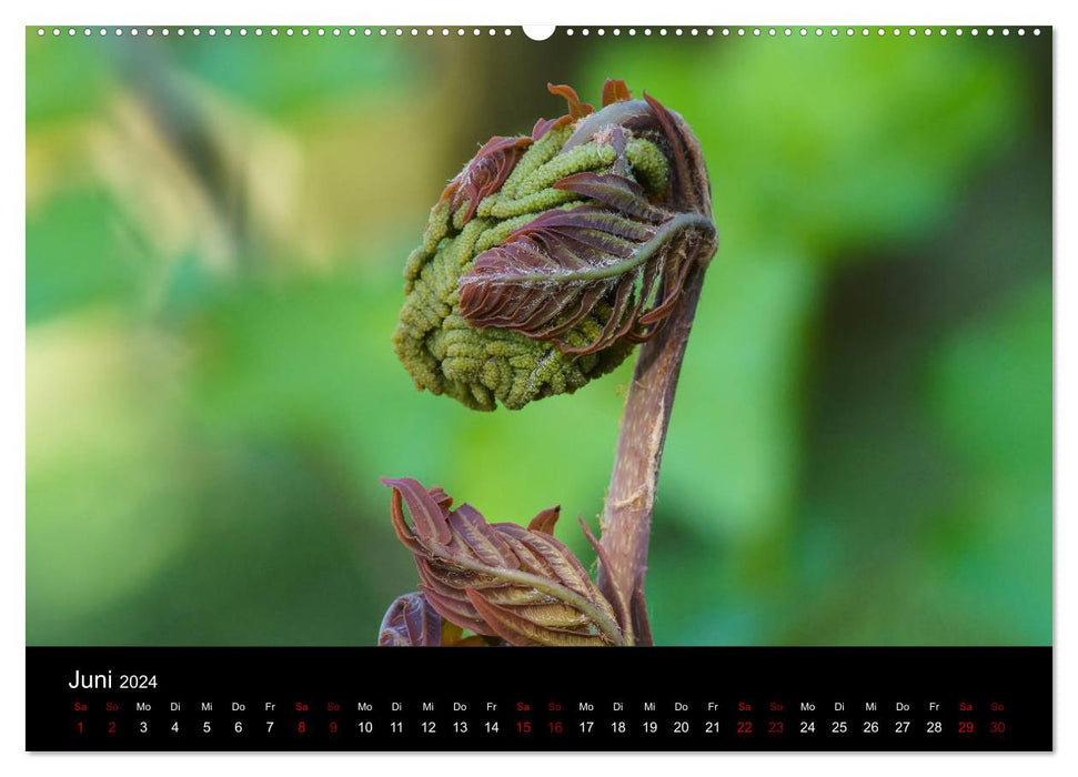 Farne - Filigrane Schönheiten (CALVENDO Premium Wandkalender 2024)