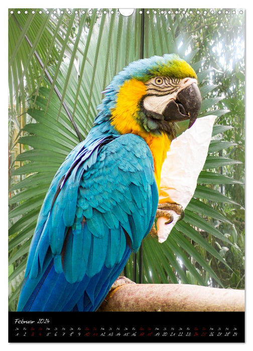 Eye to eye with macaws (CALVENDO wall calendar 2024) 