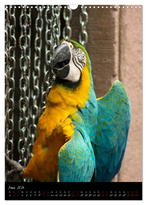 Eye to eye with macaws (CALVENDO wall calendar 2024) 
