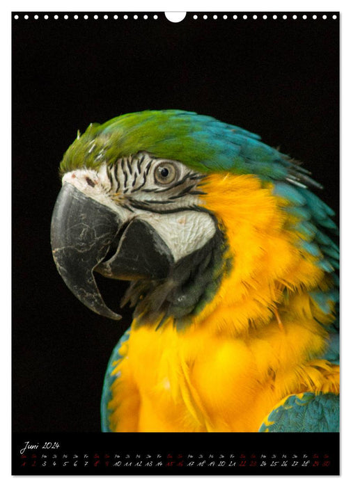 Eye to eye with macaws (CALVENDO wall calendar 2024) 